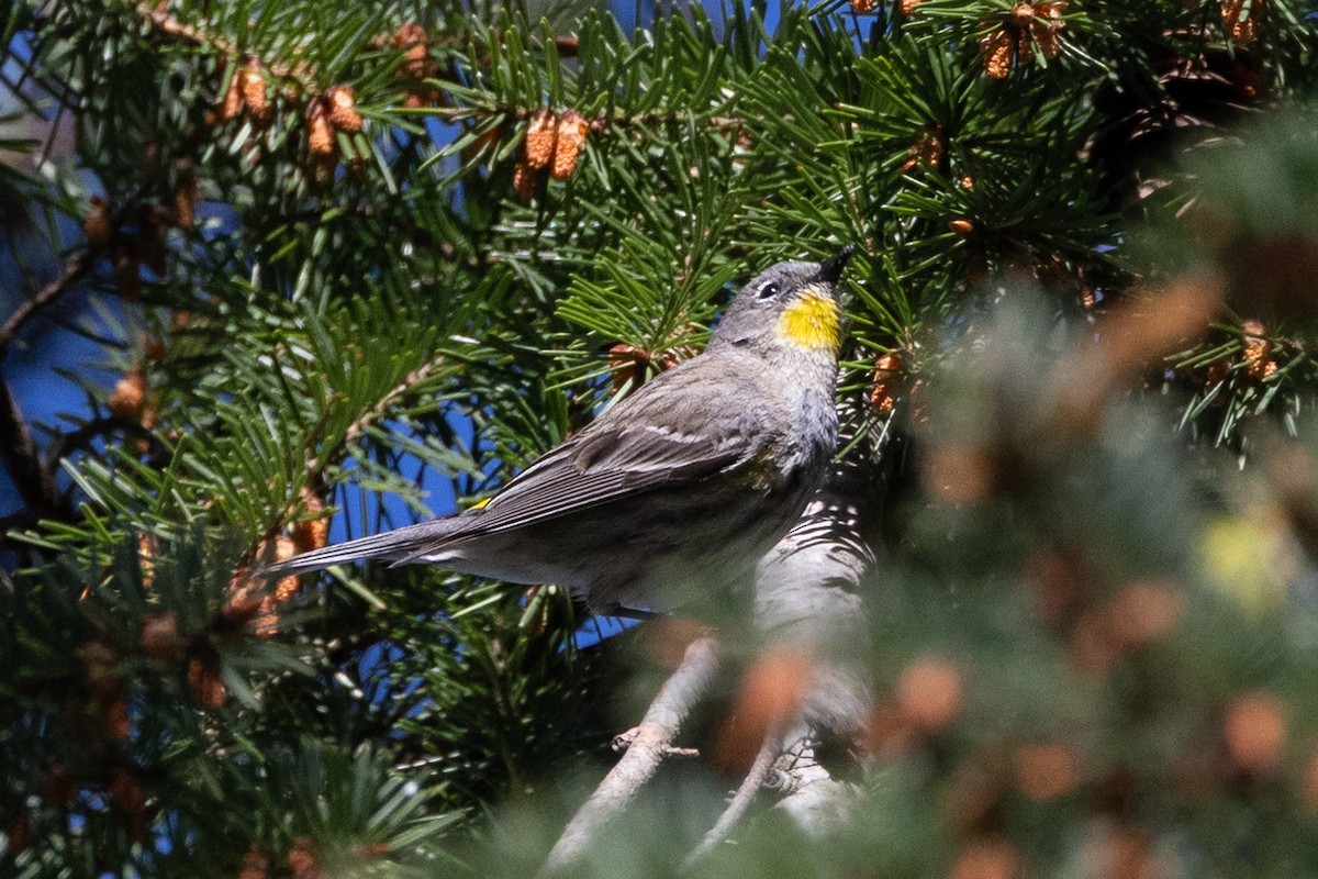 Yellow-rumped Warbler (Audubon's) - ML618062047
