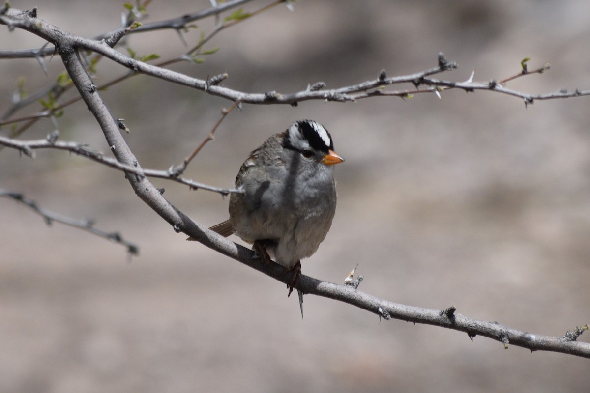 White-crowned Sparrow - William Harmon
