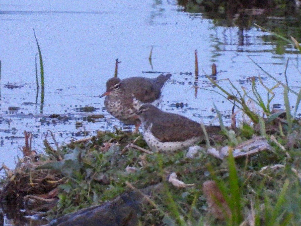 Spotted Sandpiper - Chase Masters
