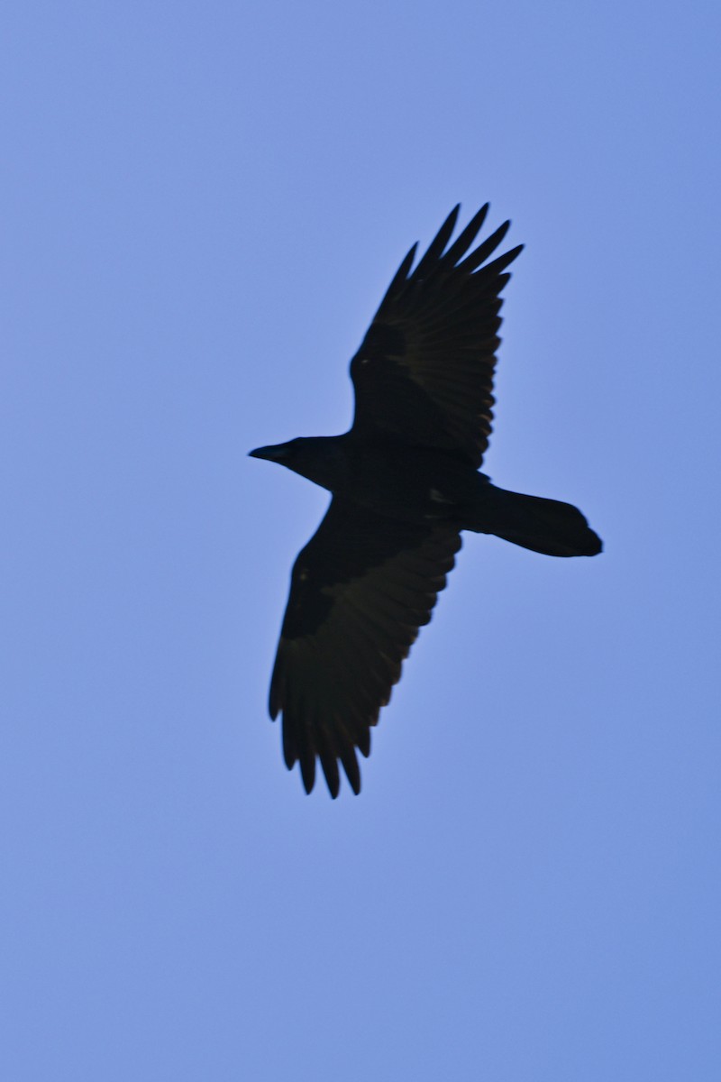 Common Raven - ML618062070