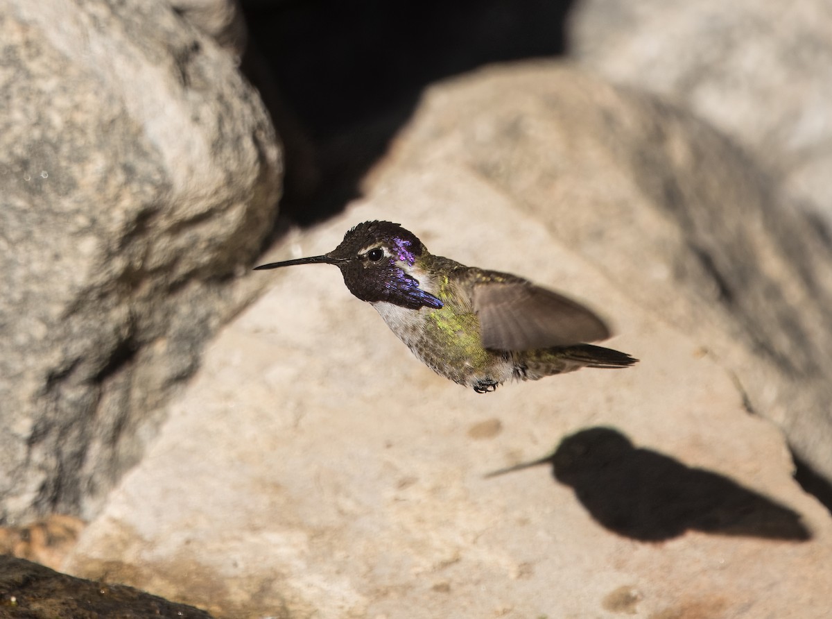 Costa's Hummingbird - ML618062073