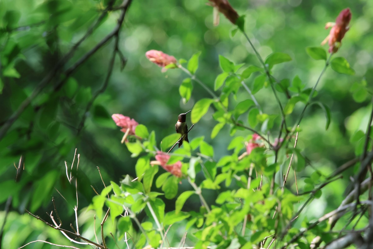Ruby-throated Hummingbird - ML618062076