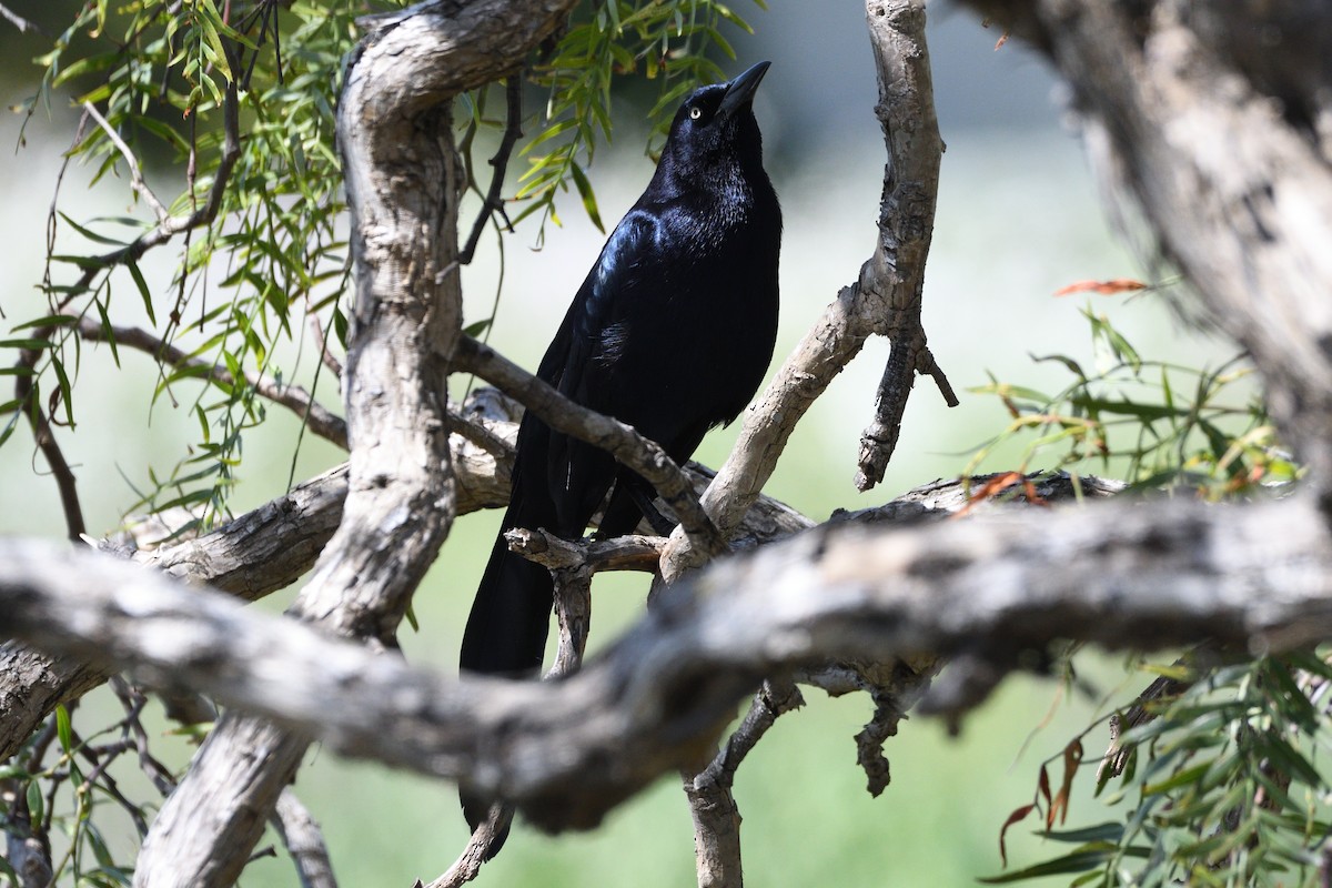 Great-tailed Grackle - ML618062078