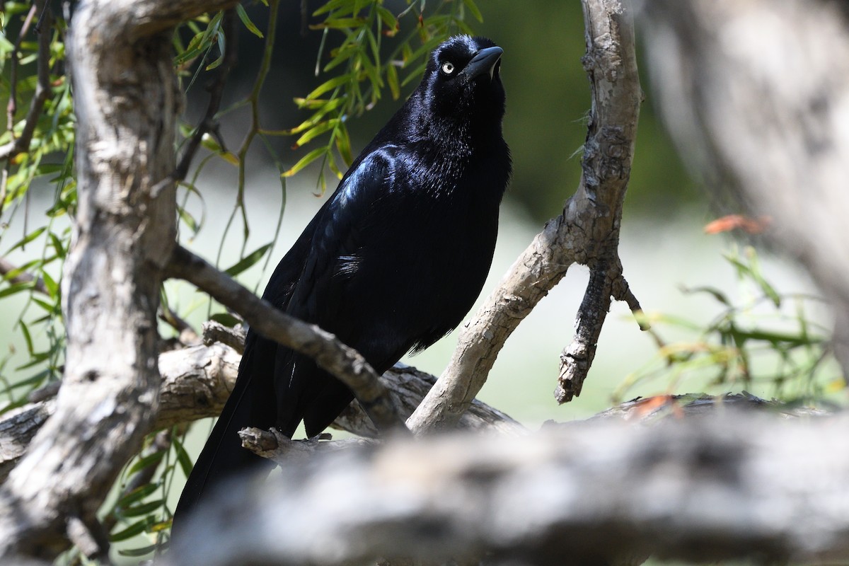 Great-tailed Grackle - ML618062079