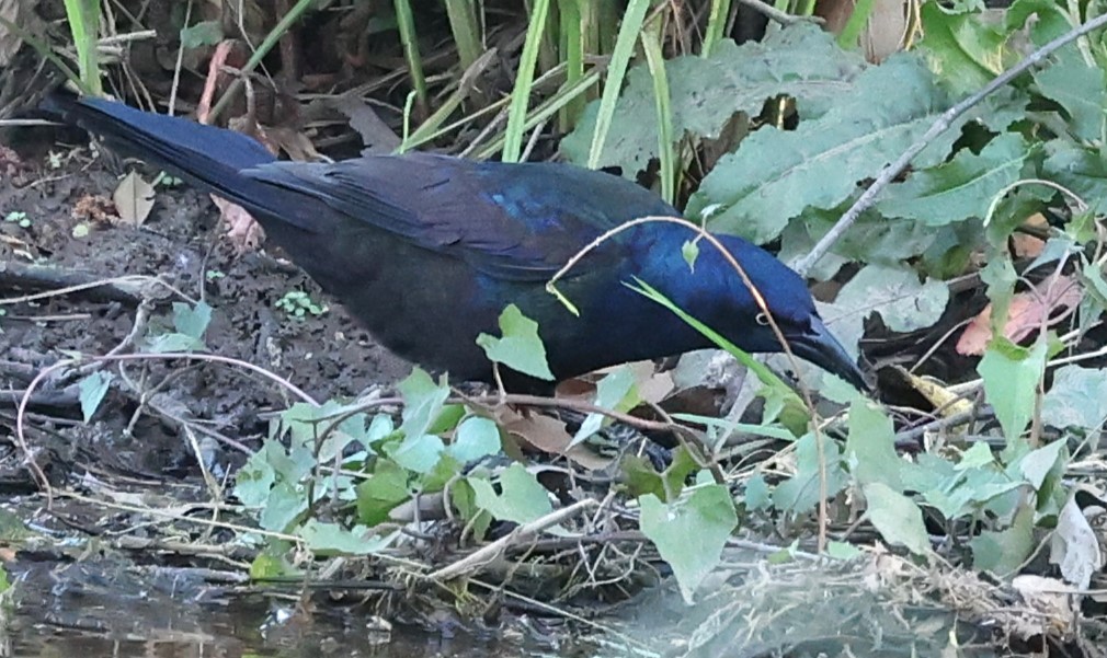 Common Grackle - Duane Yarbrough