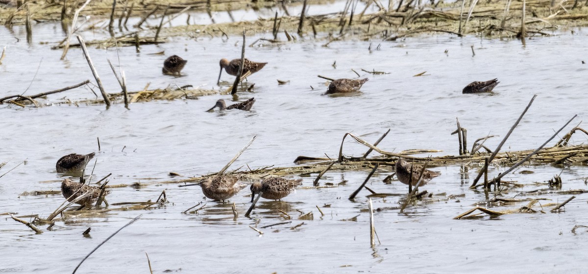 Long-billed Dowitcher - ML618062171