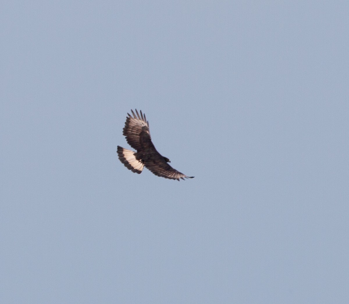 Black-and-chestnut Eagle - ML618062184