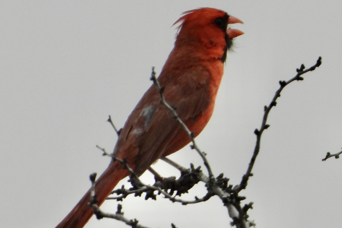 Northern Cardinal - Dayna Austin
