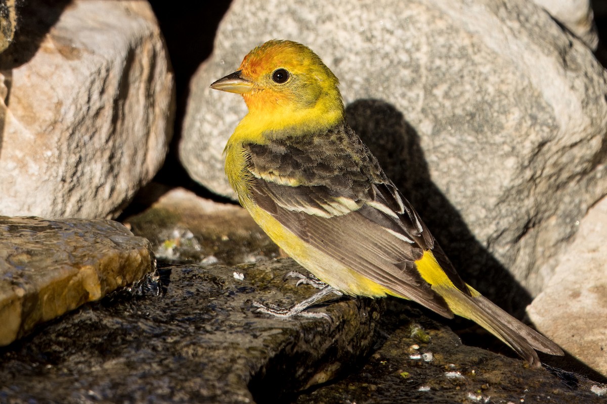 Western Tanager - ML618062194