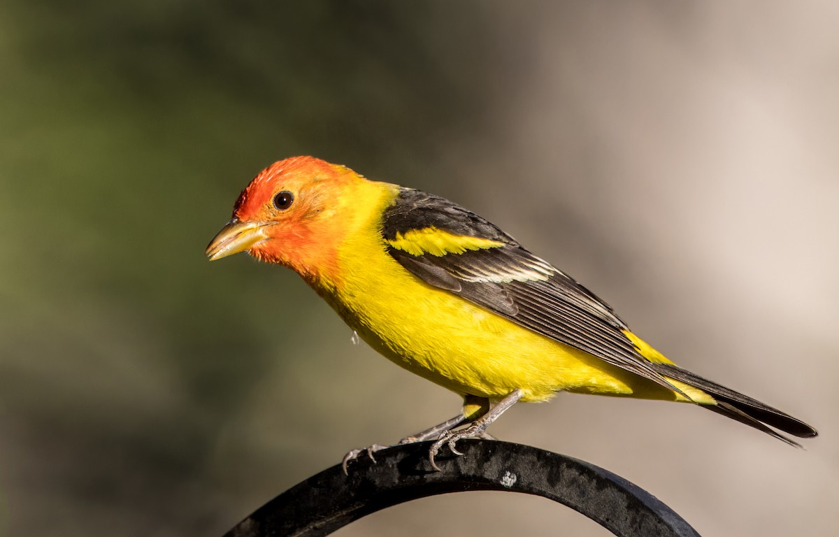 Western Tanager - ML618062195