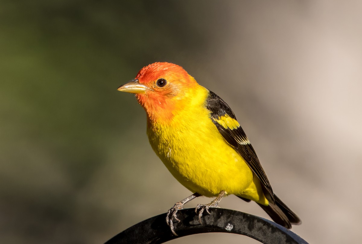 Western Tanager - ML618062197