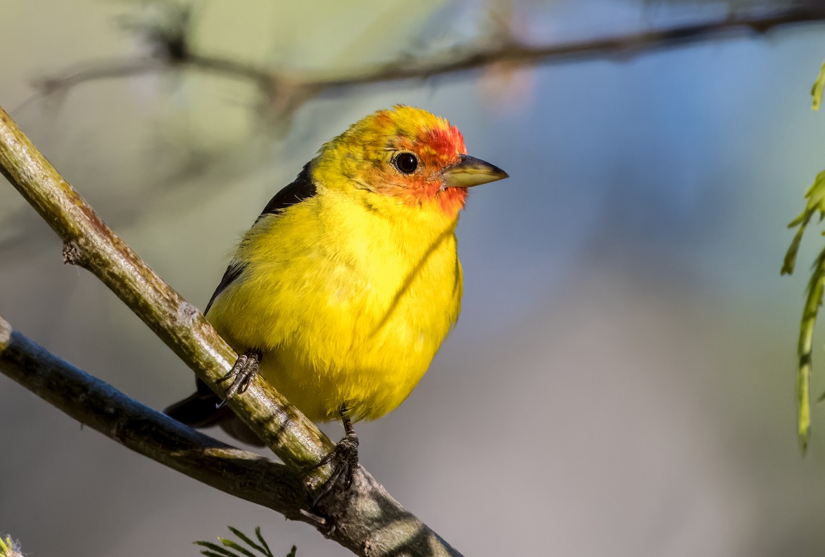 Western Tanager - ML618062200