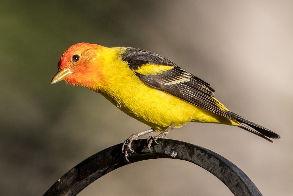 Western Tanager - ML618062201