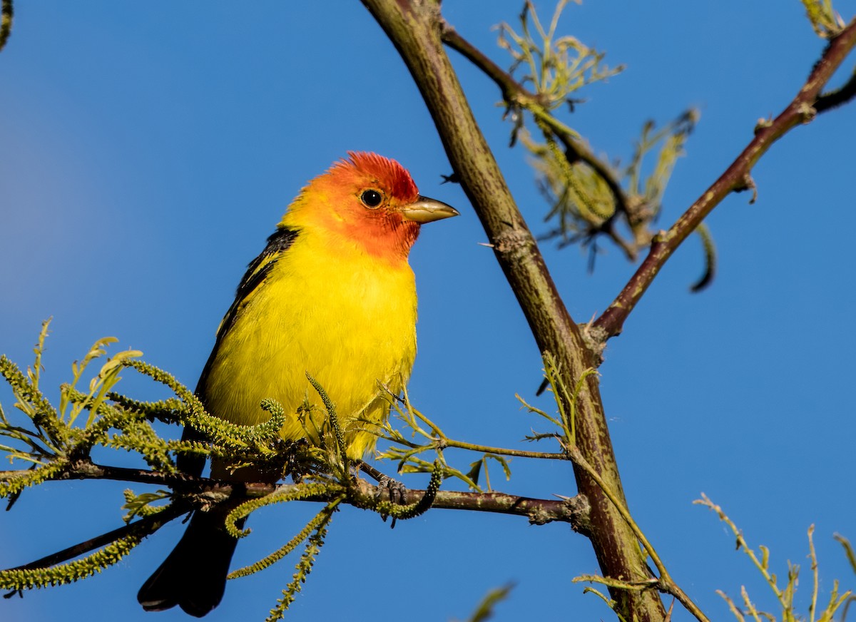 Western Tanager - ML618062204