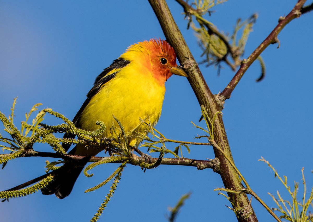 Western Tanager - ML618062209