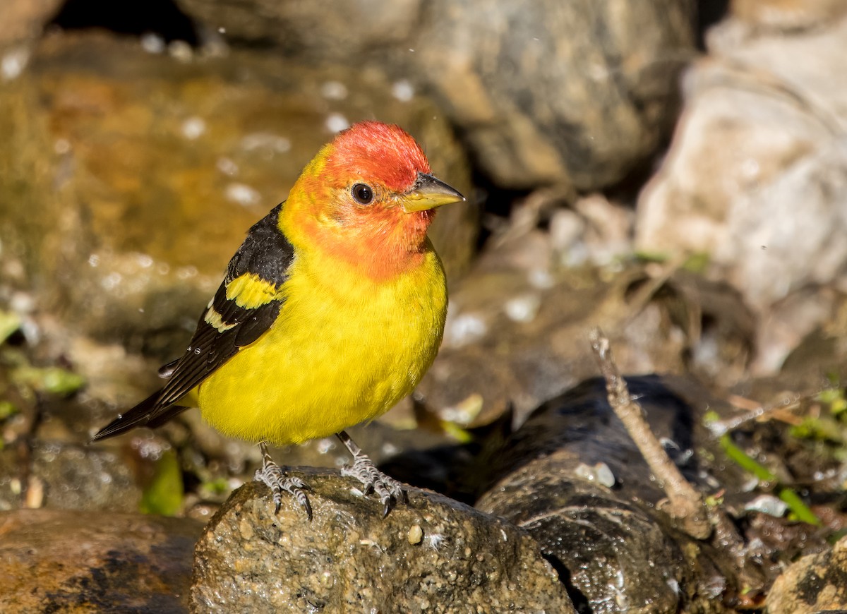 Western Tanager - ML618062212