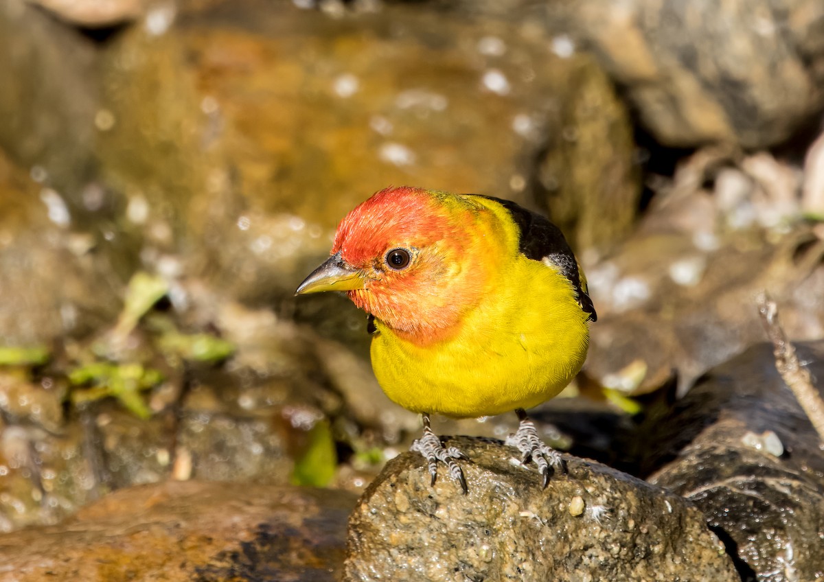 Western Tanager - ML618062214