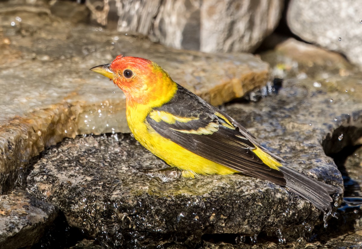 Western Tanager - ML618062215