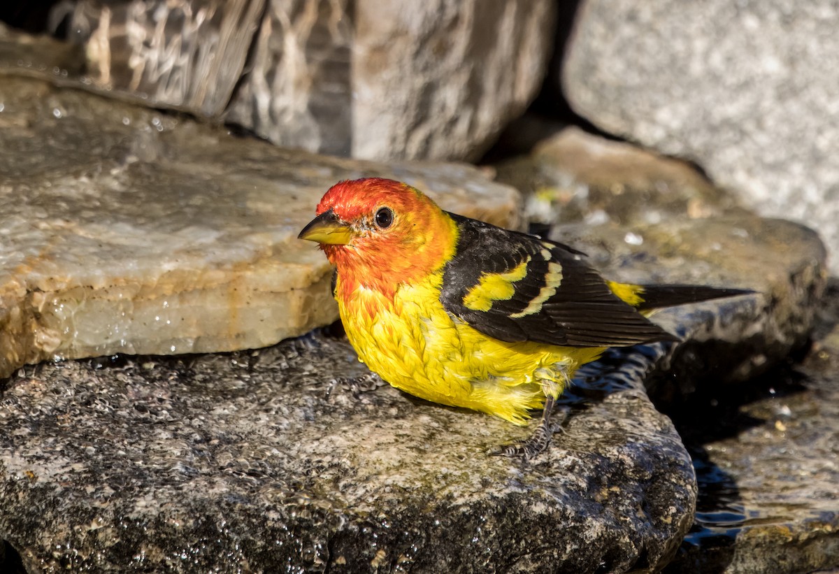 Western Tanager - ML618062218