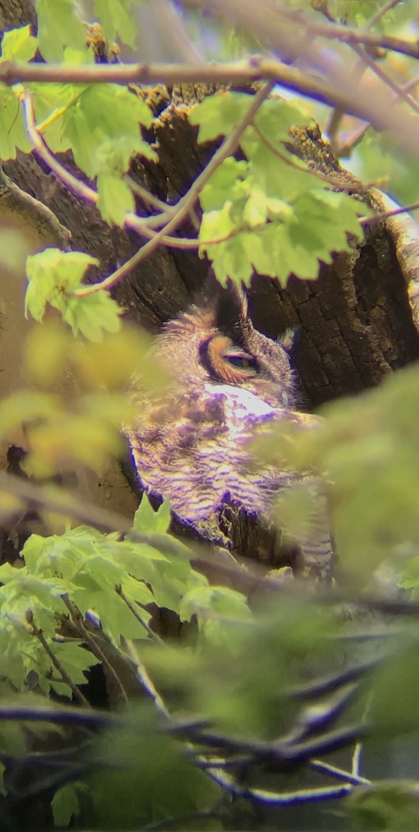Great Horned Owl - ML618062248