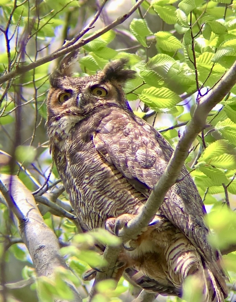 Great Horned Owl - ML618062249