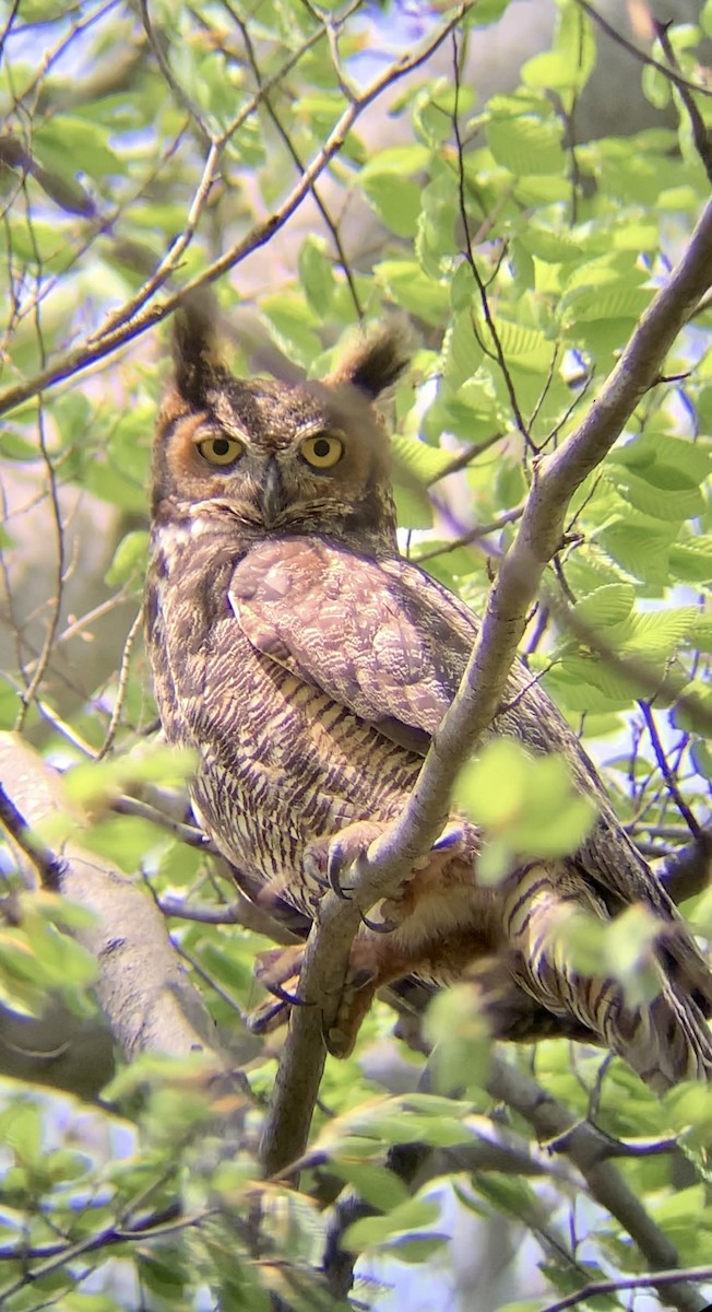 Great Horned Owl - ML618062250