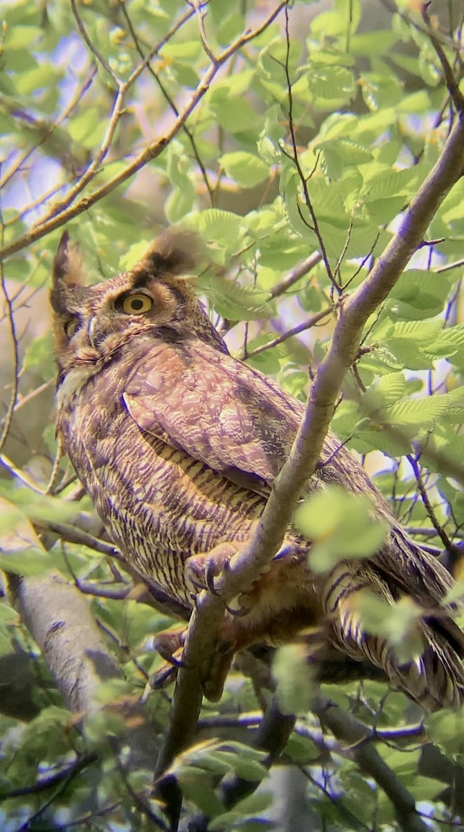 Great Horned Owl - ML618062251