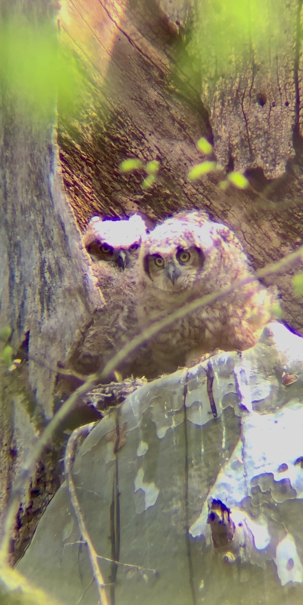 Great Horned Owl - ML618062252