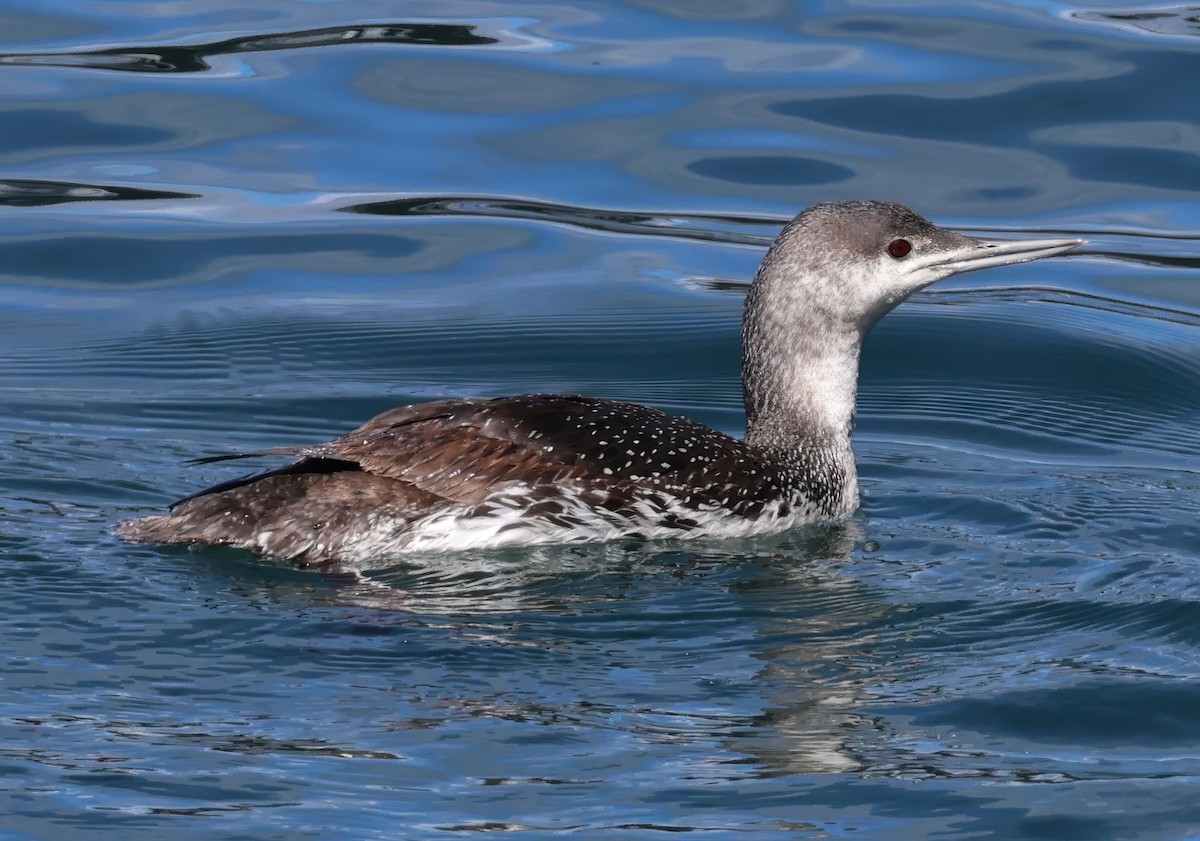 Red-throated Loon - Constance Vigno