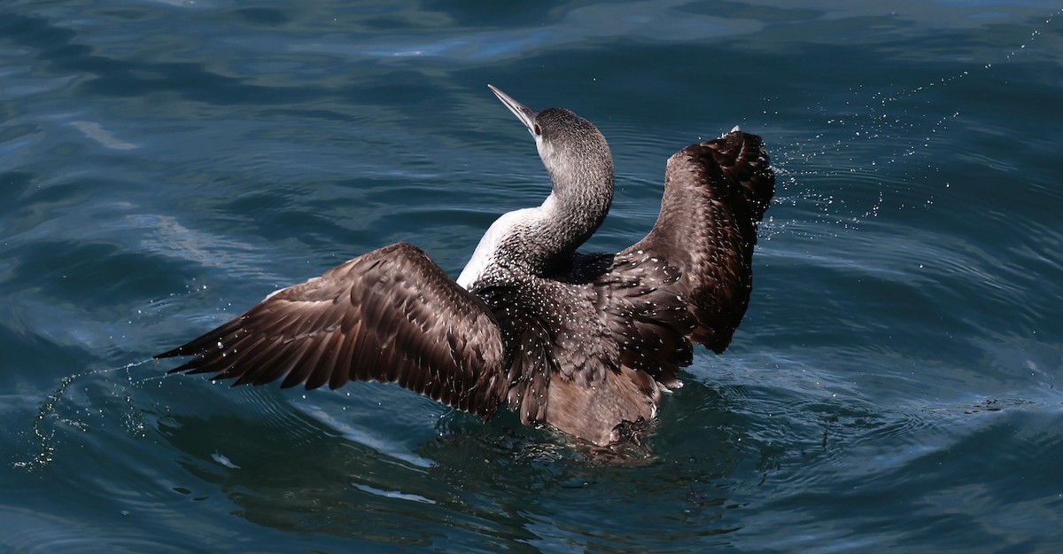 Red-throated Loon - ML618062285