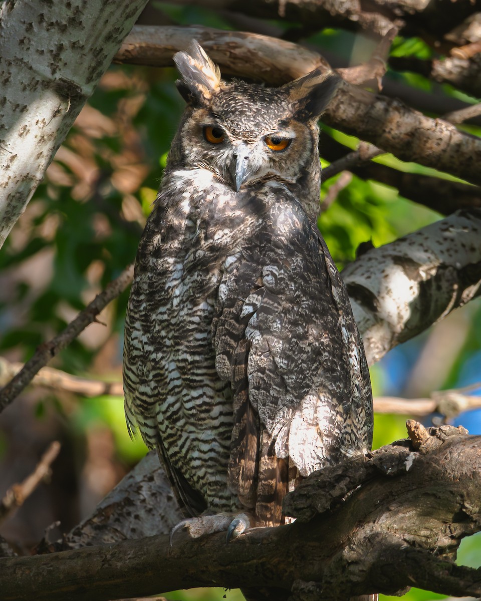 Great Horned Owl - Nicolas Mazzini