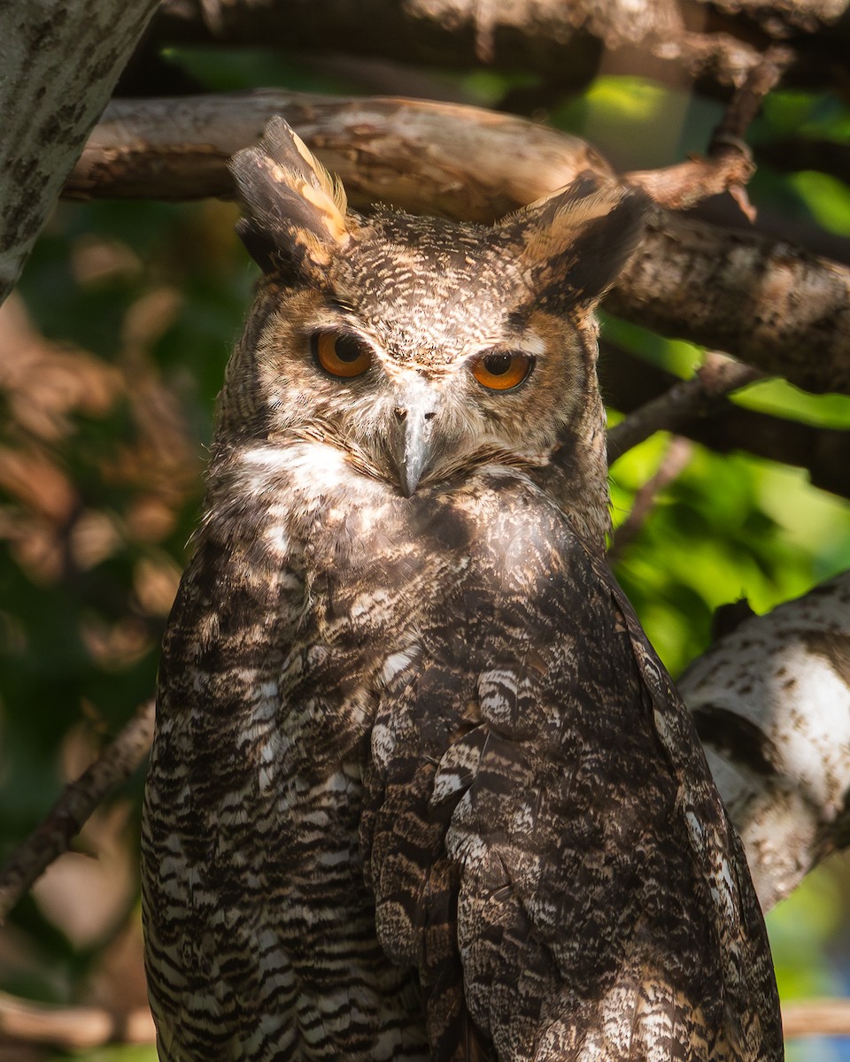 Great Horned Owl - ML618062307