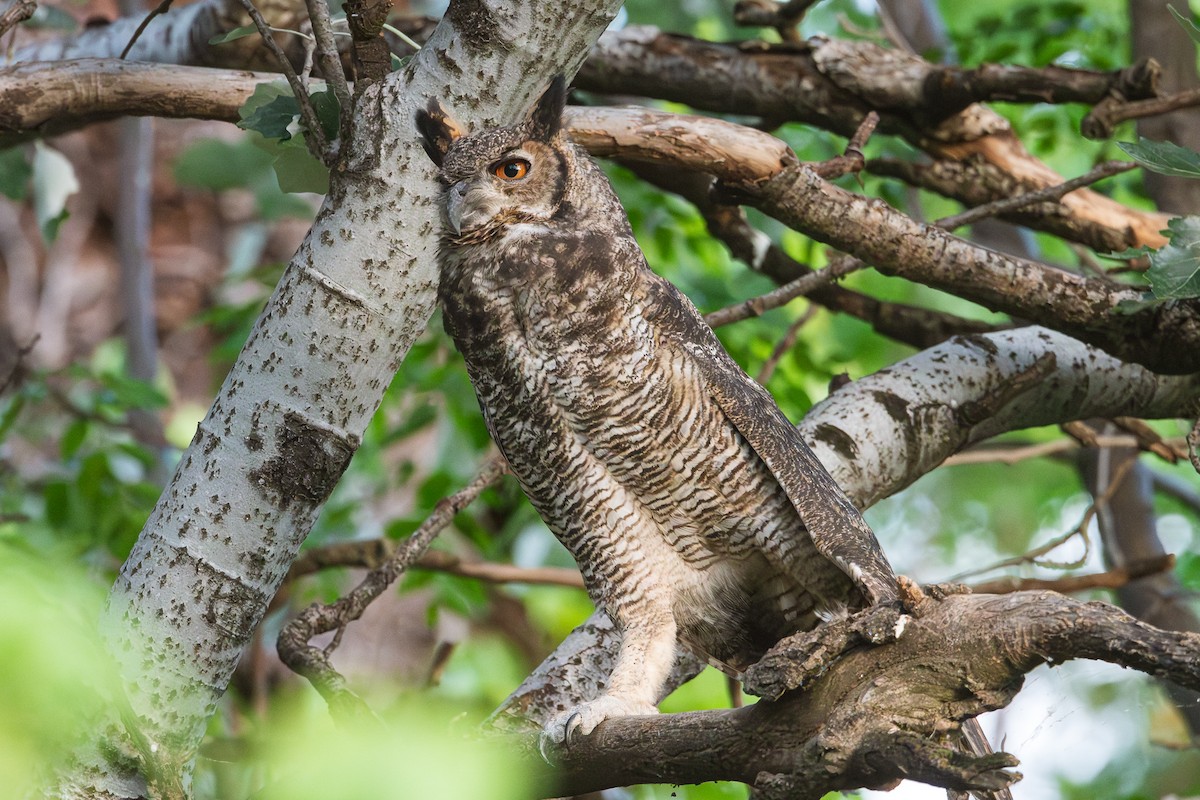 Great Horned Owl - ML618062308