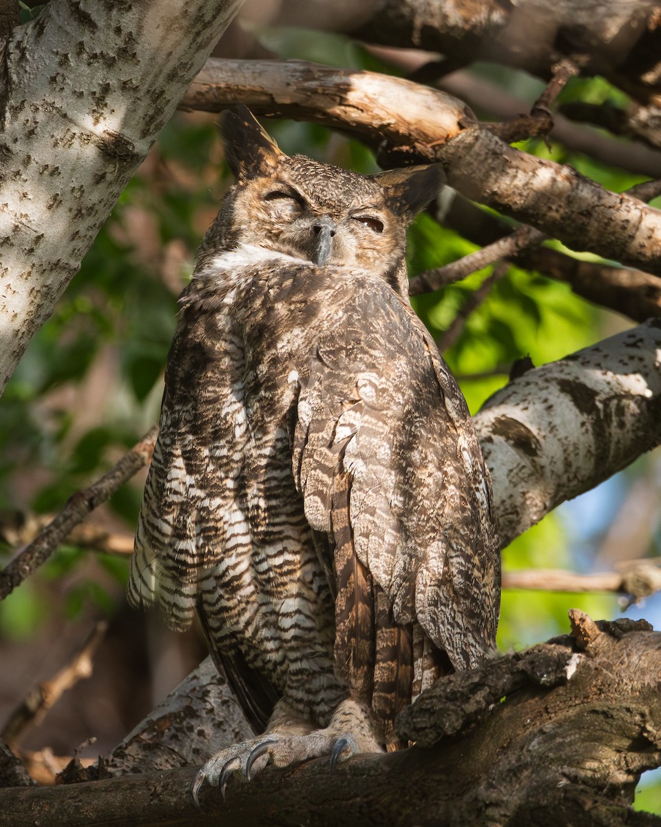 Great Horned Owl - ML618062309