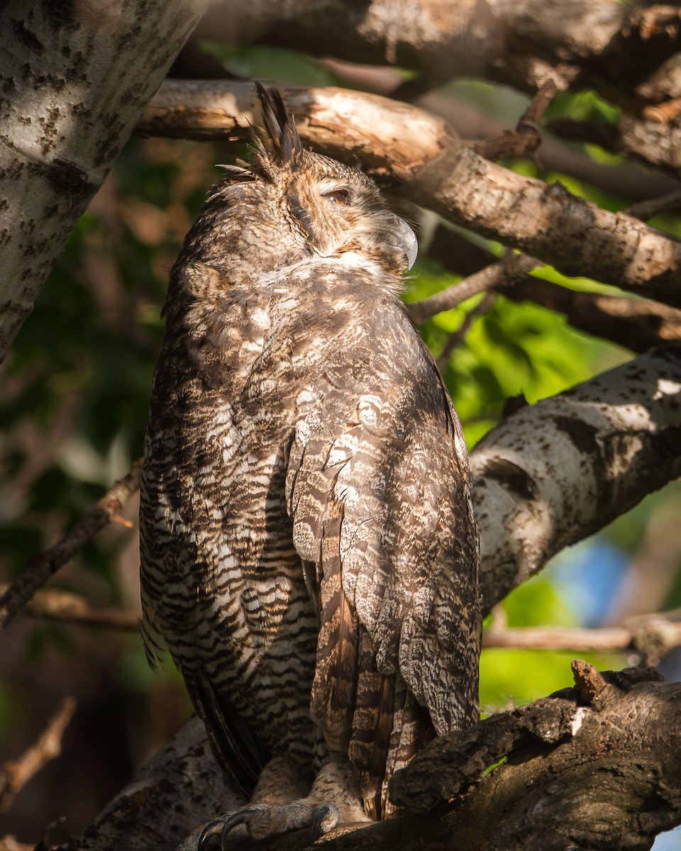 Great Horned Owl - ML618062310