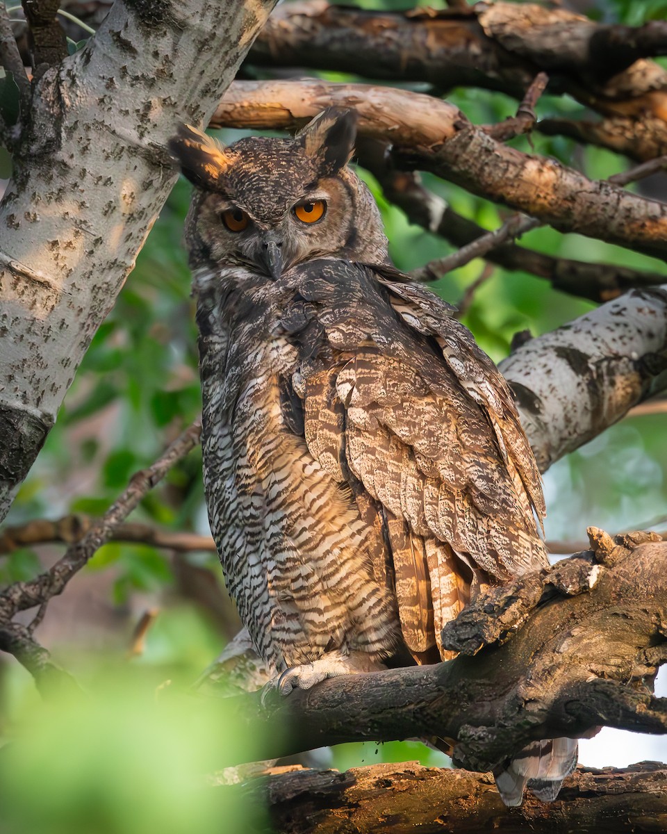 Great Horned Owl - Nicolas Mazzini