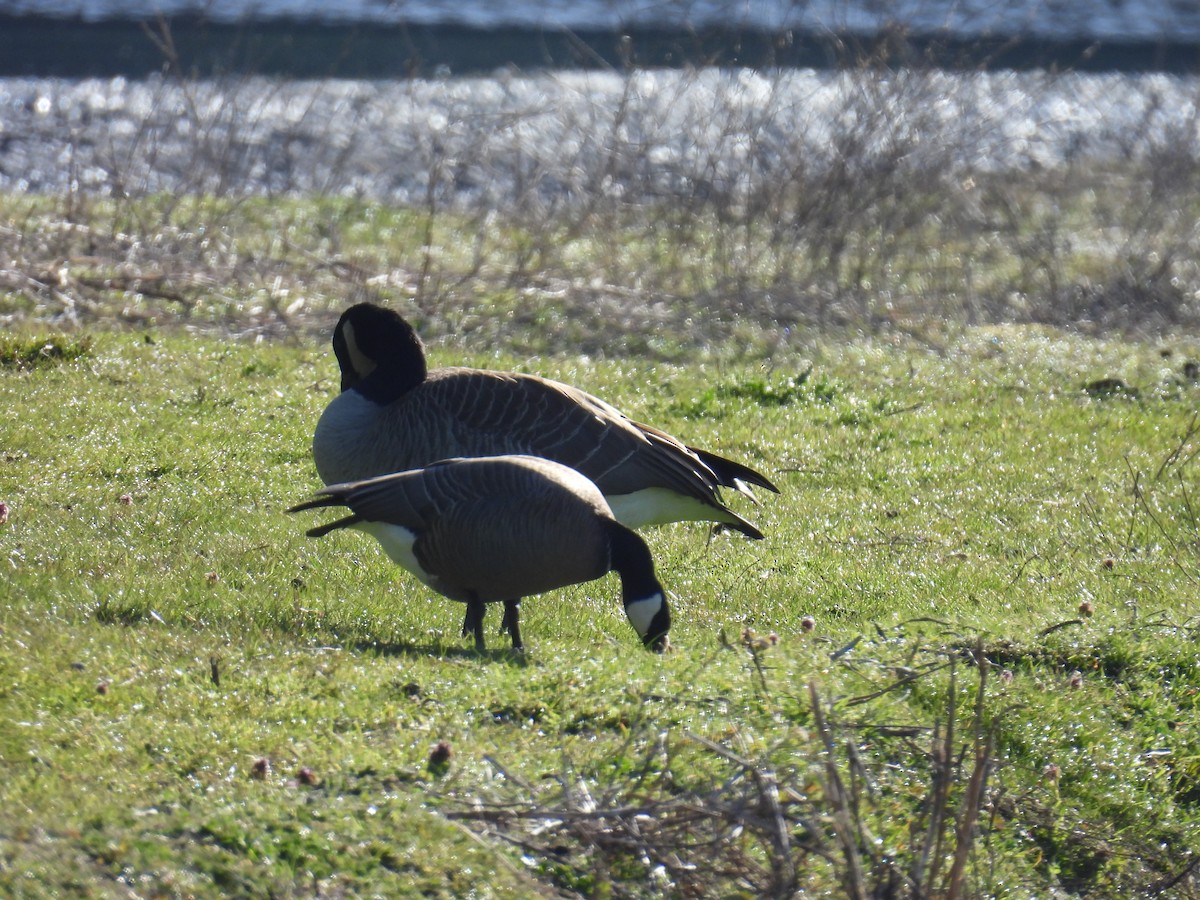 Cackling Goose (minima) - ML618062313