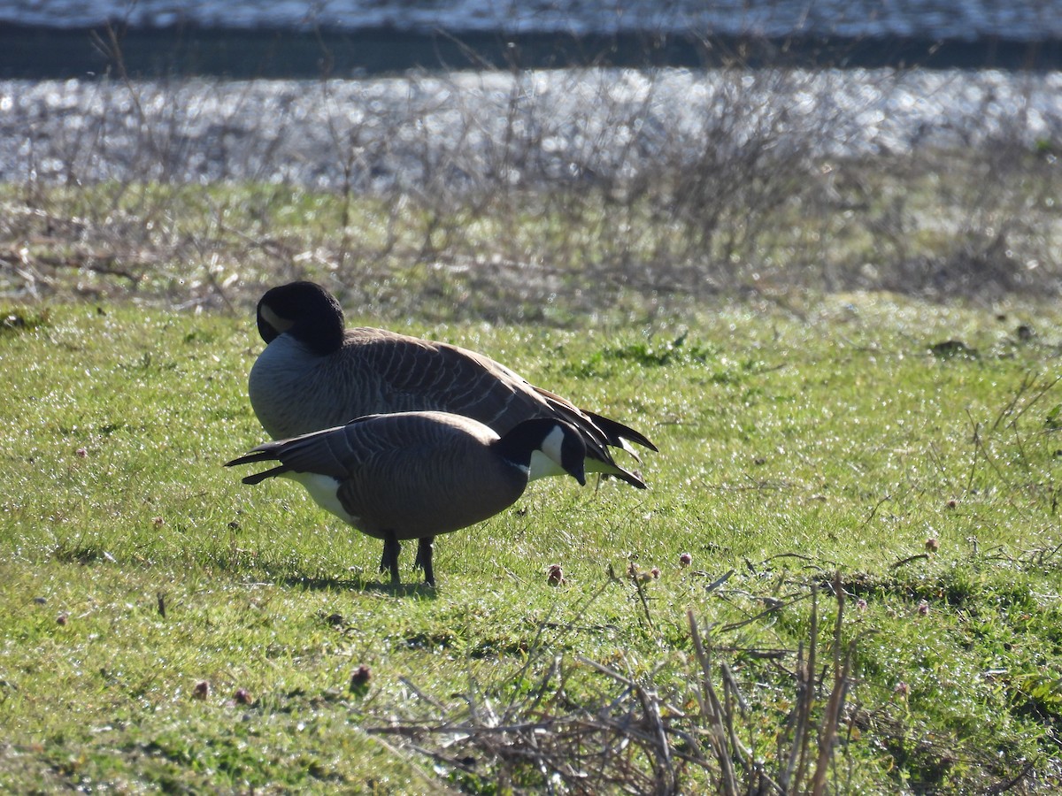 Cackling Goose (minima) - ML618062315
