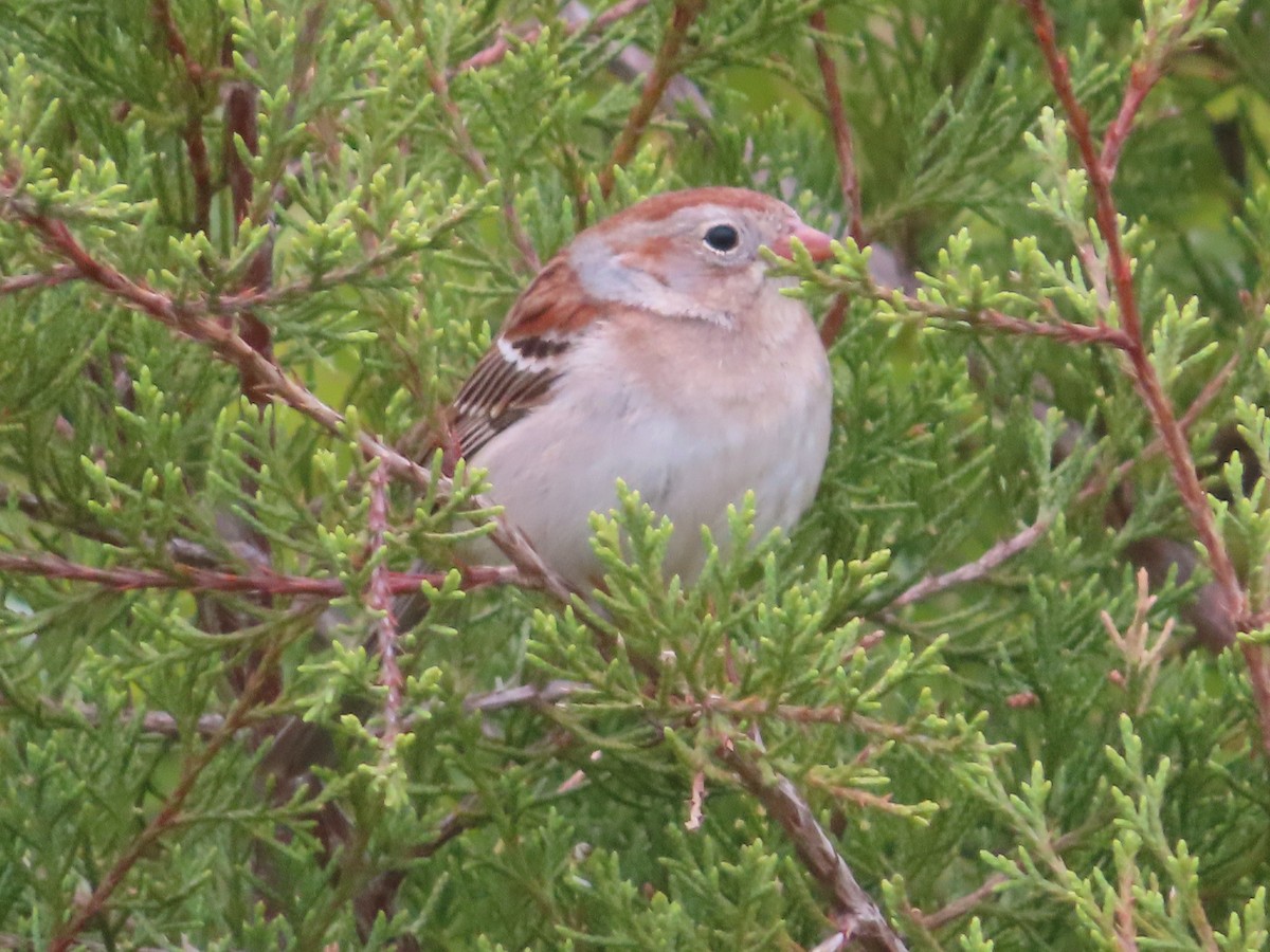 Field Sparrow - Ken Clark
