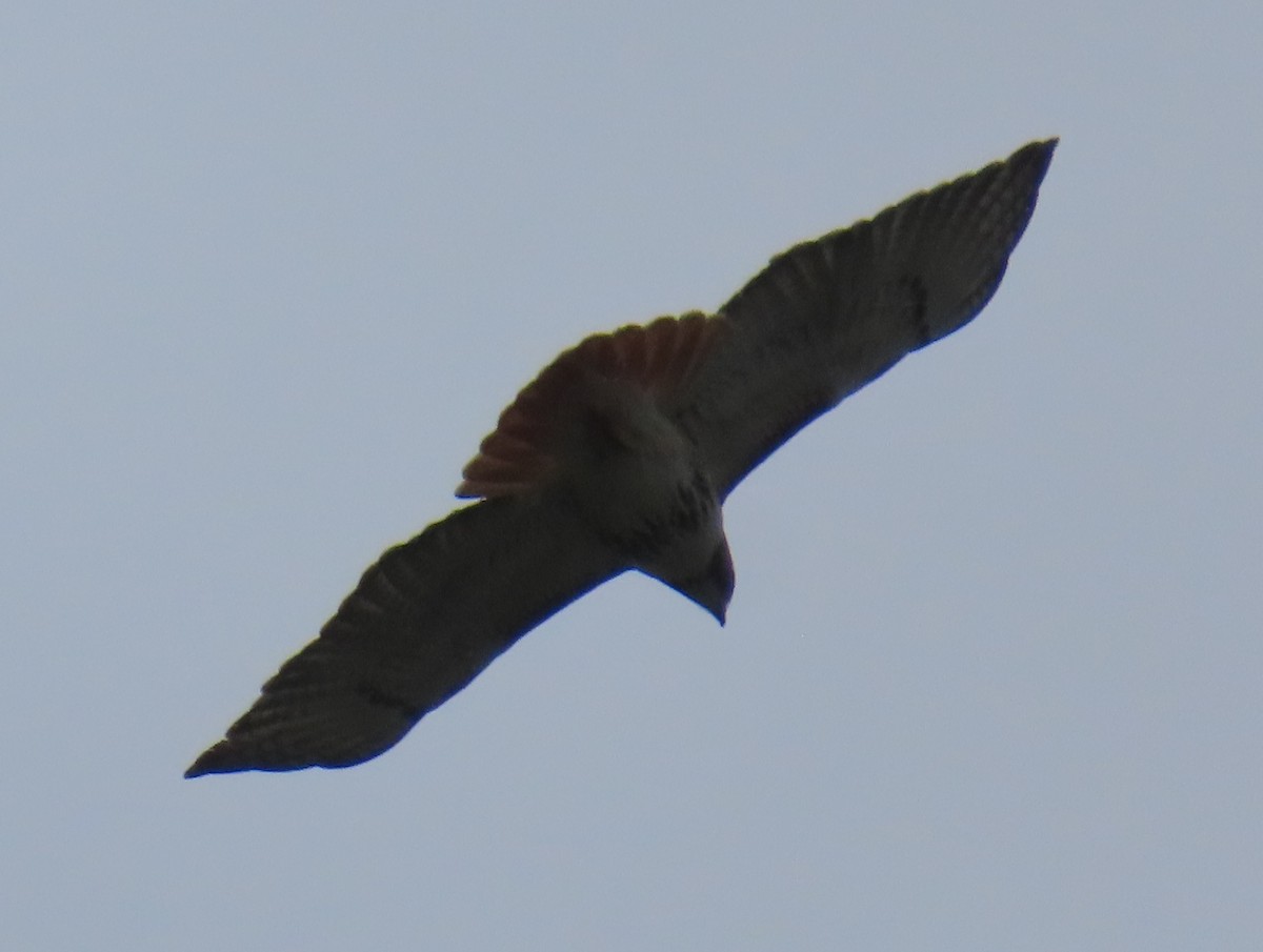 Red-tailed Hawk - Ken Clark