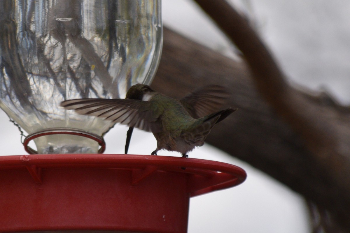 Black-chinned Hummingbird - ML618062349