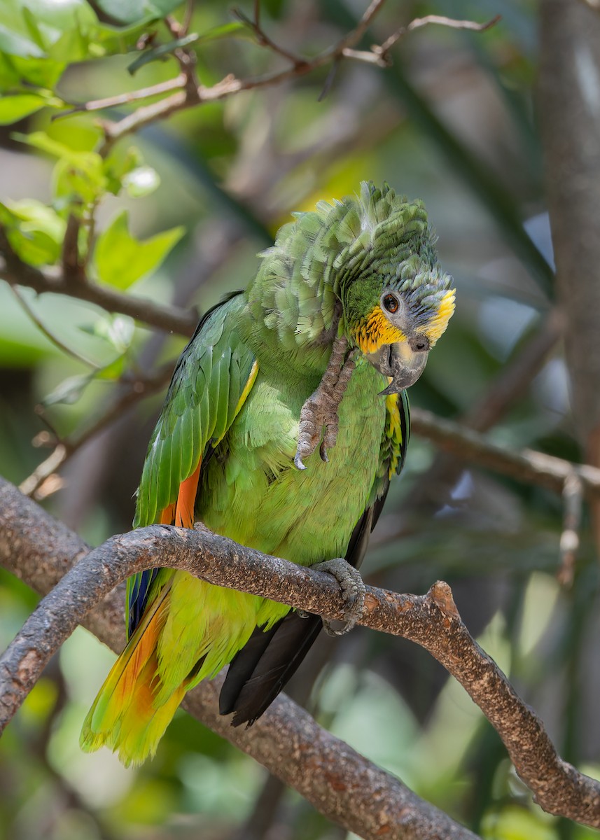 Orange-winged Parrot - Odysseas Froilán Papageorgiou