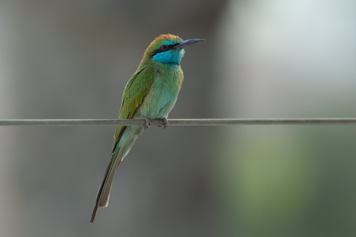 Arabian Green Bee-eater - ML618062355