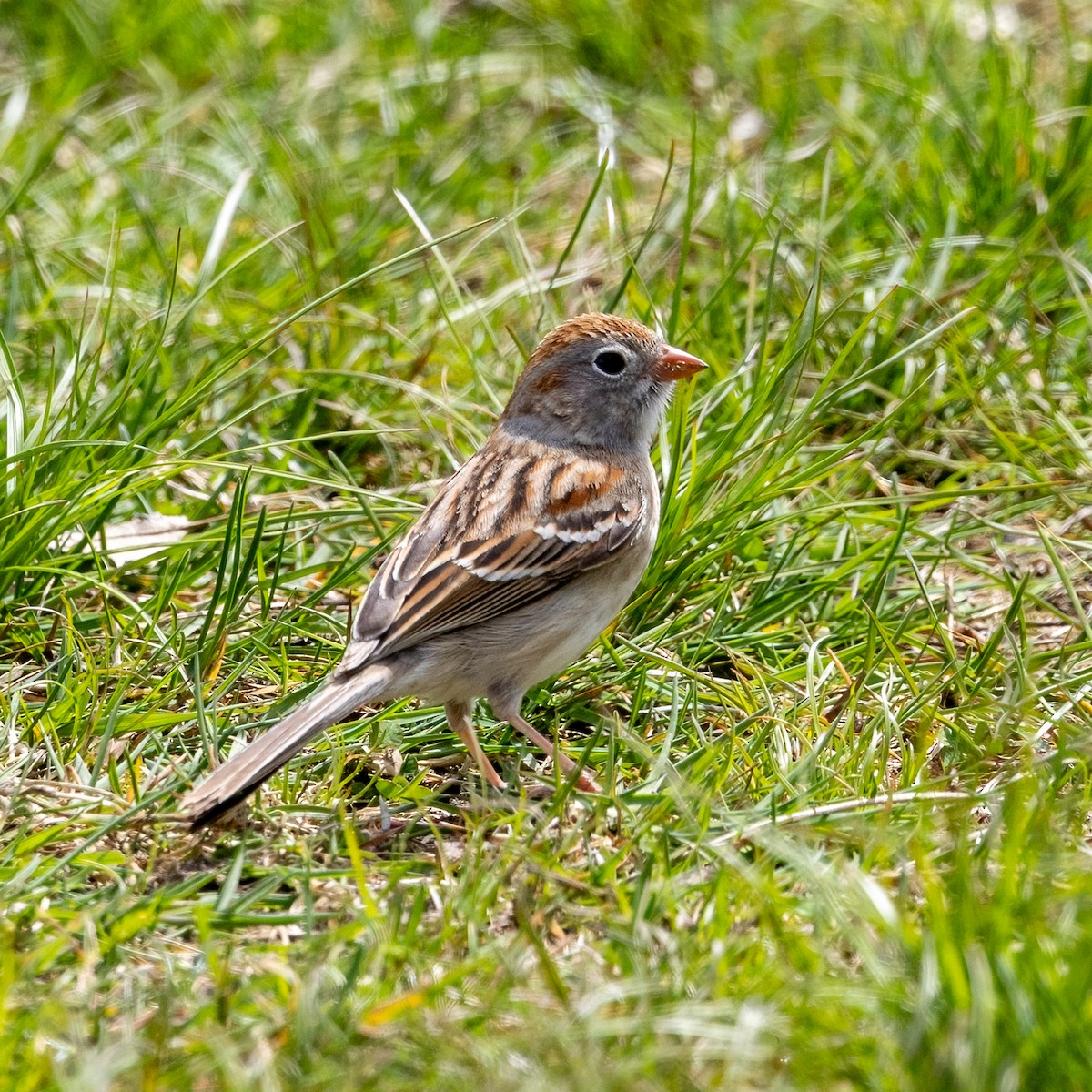 Field Sparrow - ML618062359