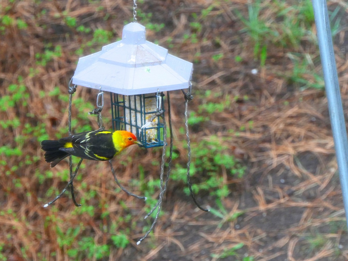 Western Tanager - ML618062372