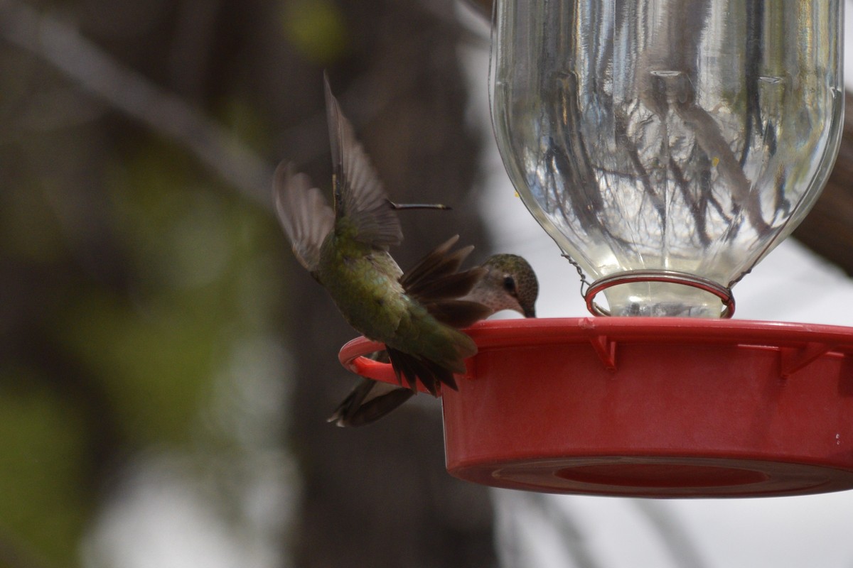 Black-chinned Hummingbird - ML618062378