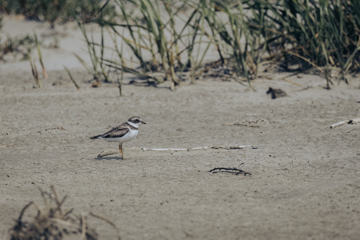Semipalmated Plover - Ryan Wallace