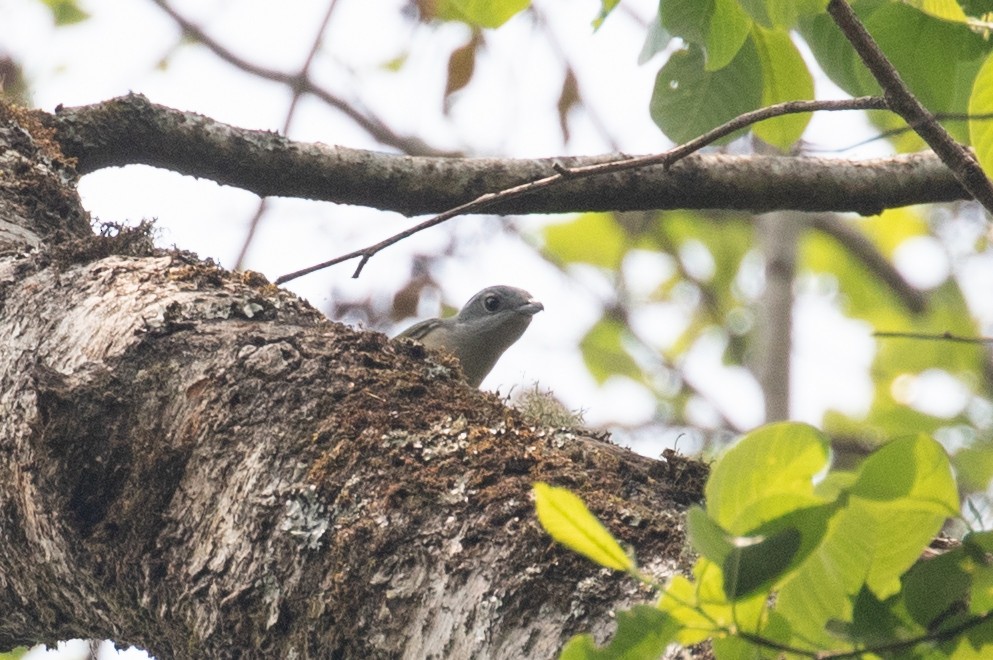 White-browed Shrike-Babbler (Gray-breasted) - ML618062401