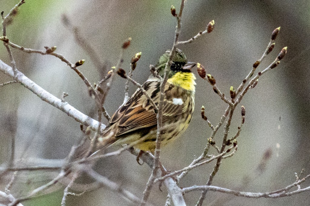 Black-faced/Masked Bunting - ML618062411