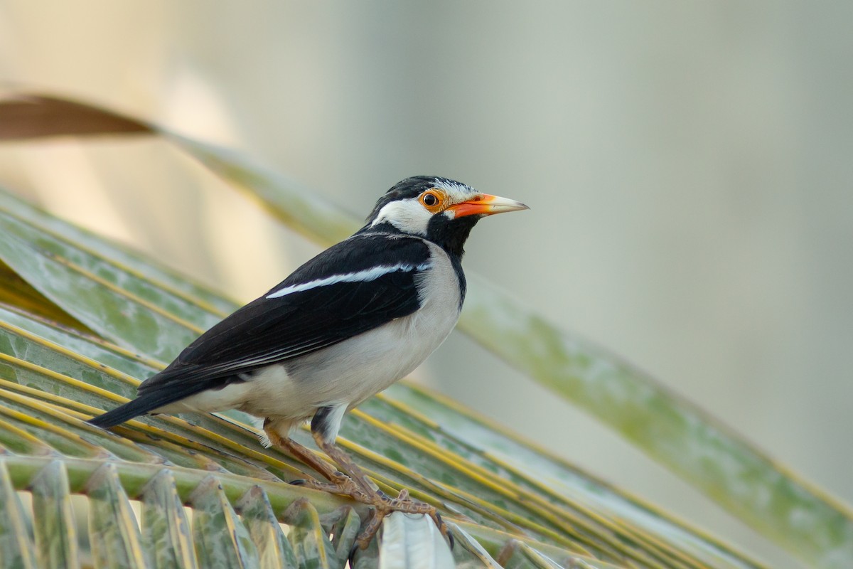 Indian Pied Starling - Morten Lisse